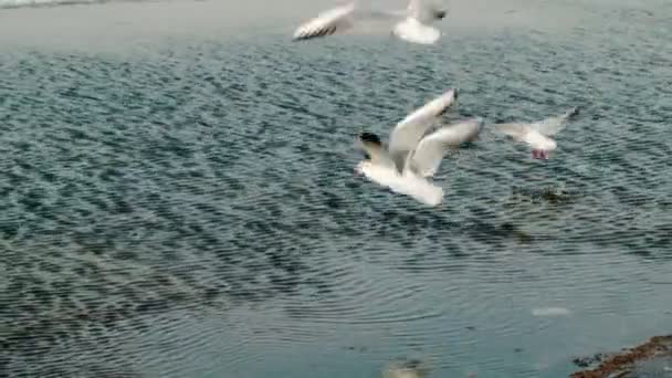 Gaviotas volando sobre un río congelado — Vídeo de stock