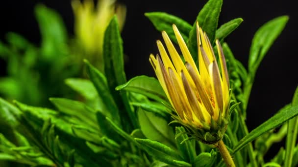 Flores de gazania florecientes — Vídeos de Stock