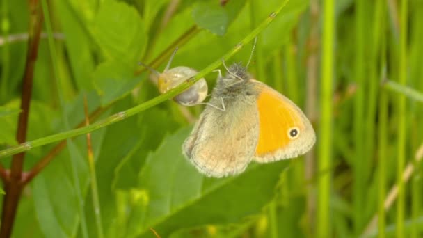 Butterfly voeden met een bloem — Stockvideo