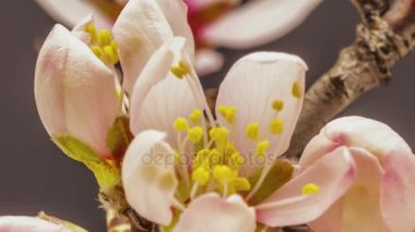 Kayısı çiçekler çiçek açması 