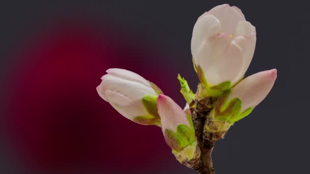 Florescimento de flor de damasco — Vídeo de Stock