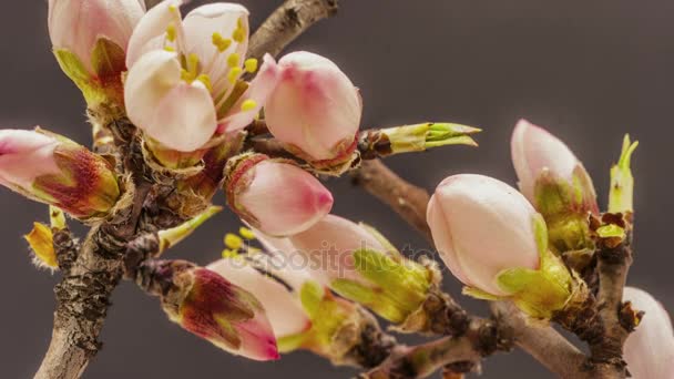 Aprikos blommor blommande — Stockvideo