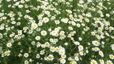 Rüzgarda sallanan chamomiles 