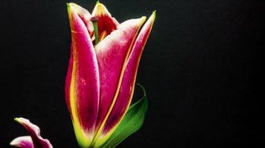 Çiçek açması pembe lily çiçek