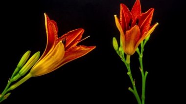 Lily çiçekler turuncu çiçek açması