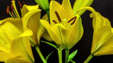 Çiçek açması sarı zambak çiçekler