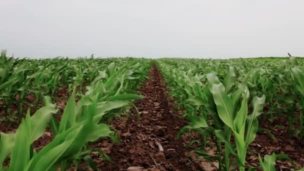 Culturas de milho movendo-se ao vento . — Vídeo de Stock