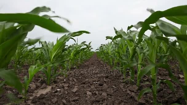 Corn grödor rör sig i vinden. — Stockvideo