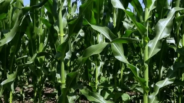 Cultivos de maíz verde — Vídeo de stock