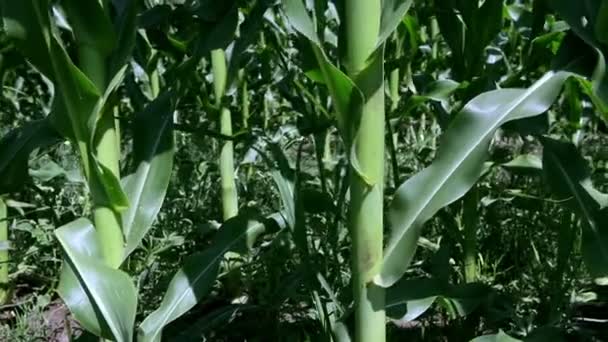 Zielony kukurydza roślin — Wideo stockowe