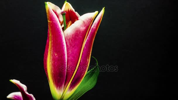 Floraison rose fleur de lys 