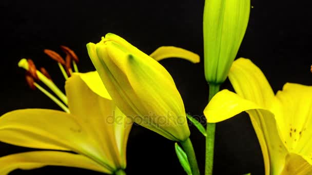 꽃이 만발한 노란색 백합 꽃 — 비디오