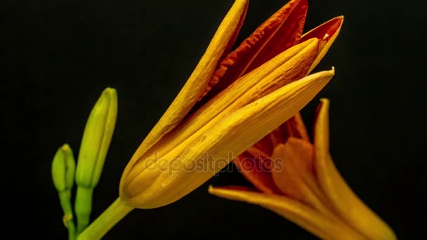 Lily çiçekler turuncu çiçek açması — Stok video