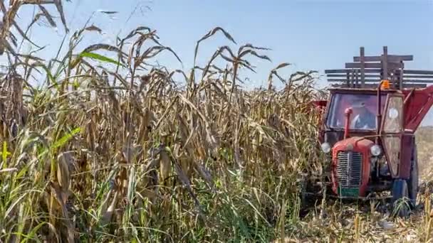 Traktor erntet Mais — Stockvideo