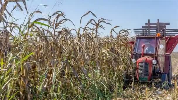 Tractor cosechando maíz — Vídeo de stock