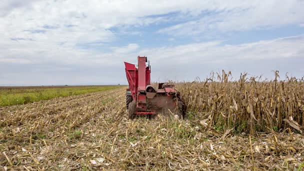 Tractor harvesting corn — Stock Video
