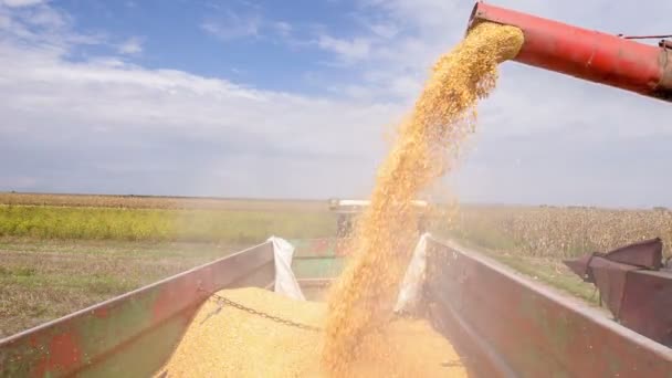 Silos skördare hälla säden i en lastbil — Stockvideo