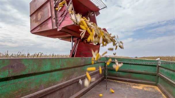 Vrachtwagen maïs gieten in een aanhangwagen — Stockvideo