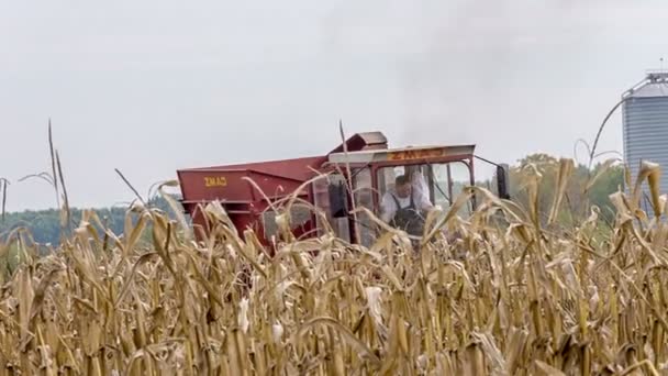 Тракторный сбор кукурузы — стоковое видео