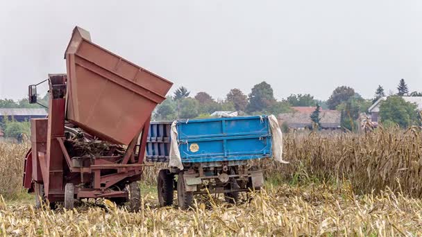 LKW lädt geerntetes Getreide in LKW — Stockvideo