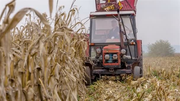 Traktor sklizně kukuřice — Stock video