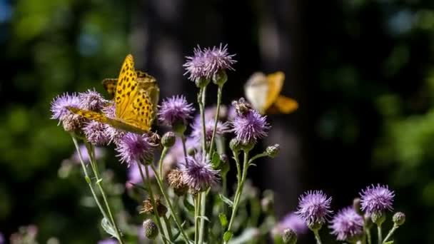 Vlinder op paars wilde bloemen — Stockvideo