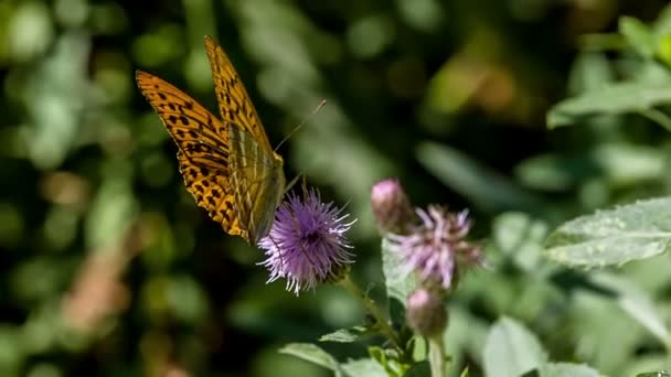 Schmetterling auf lila Wildblumen — Stockvideo