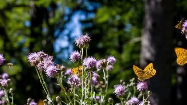 Schmetterlinge auf lila Wildblumen — Stockvideo