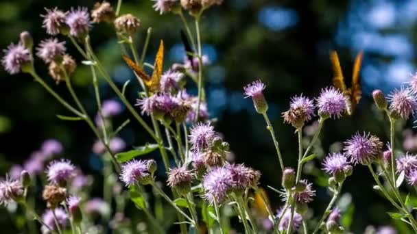 Mariposas sobre flores silvestres púrpuras — Vídeo de stock