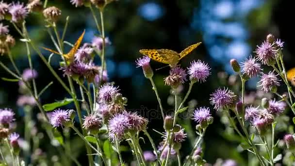 Бабочки на фиолетовых полевых цветах — стоковое видео