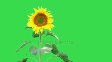 Parlak ayçiçeği bitki 