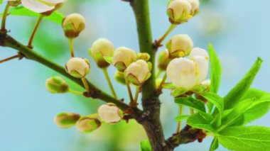  kiraz ağacı çiçekleri 