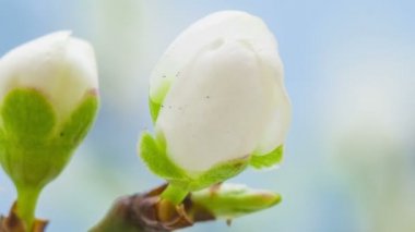  kiraz ağacı çiçekleri 