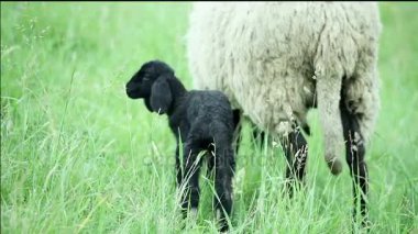 siyah kuzu ayakta koyun yakınındaki