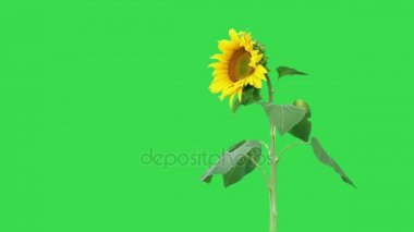 Parlak ayçiçeği bitki 