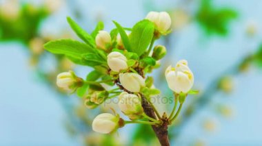  kiraz ağacı çiçekleri 