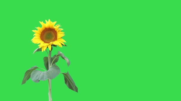 Planta de girassol brilhante — Vídeo de Stock