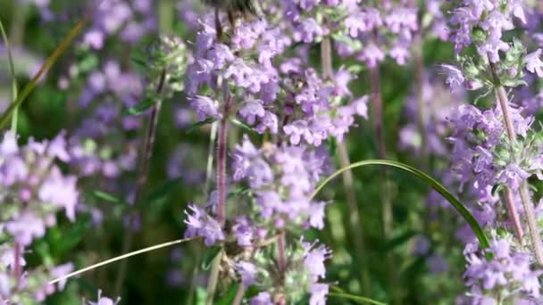 Bee op tijm bloemen — Stockvideo