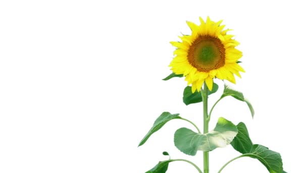 Planta de girasol brillante — Vídeos de Stock