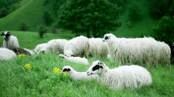 Pastoreio de ovinos no campo — Vídeo de Stock