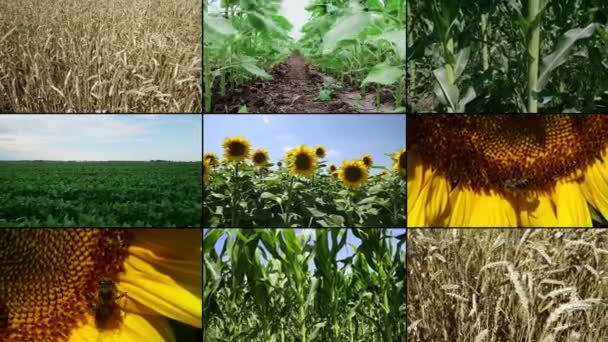 Sonnenblumen und Felder Natur gesetzt — Stockvideo