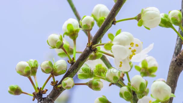 Körsbärsträd blommor växer — Stockvideo