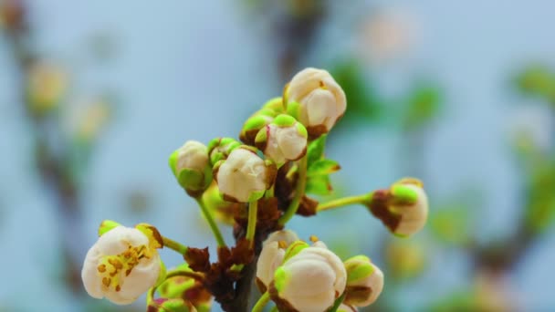 Cherry tree flowers growing — Stock Video