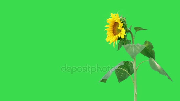 Bright  sunflower plant — Stock Video