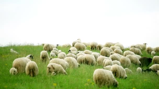 Pascolo ovino nel campo — Video Stock