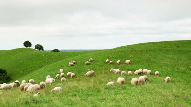 Schafe weiden auf dem Feld — Stockvideo