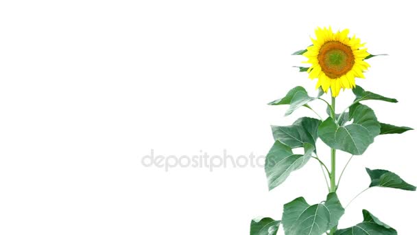 Sonnenblumenpflanze — Stockvideo