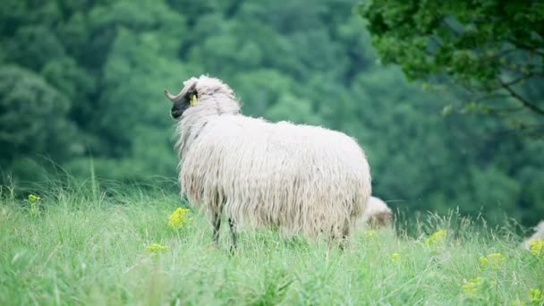 Schafe stehen auf dem Feld — Stockvideo