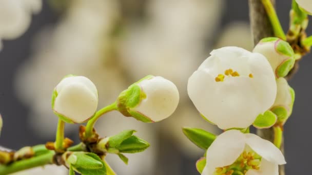 Pflaumenblüten wachsen — Stockvideo