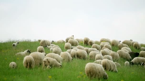 Овцы пасутся в поле — стоковое видео